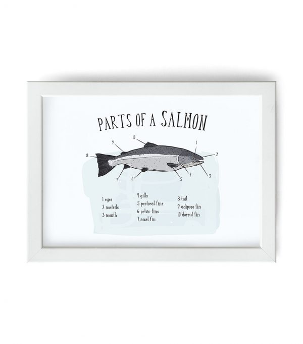 Plakat - parts of a salmon
